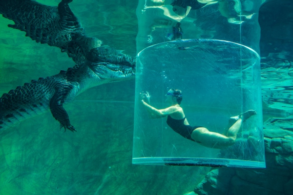 Crocosaurus Cove Darwin NT