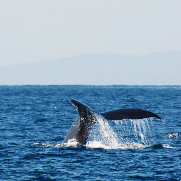Perth Whale Watching