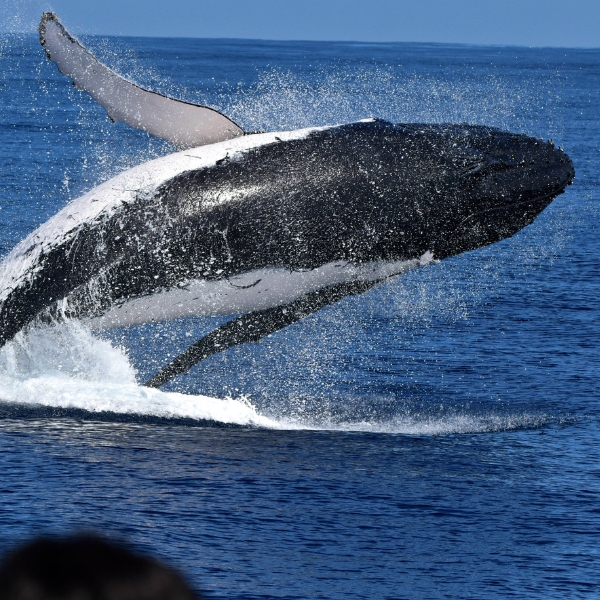 Whale Watching WA