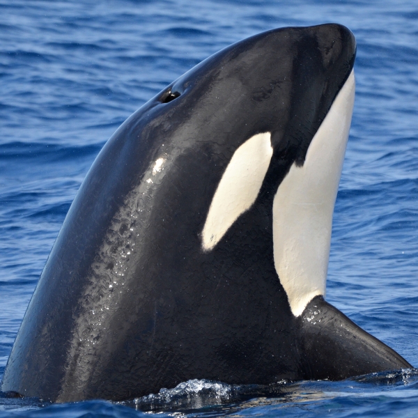 Whale Watching WA