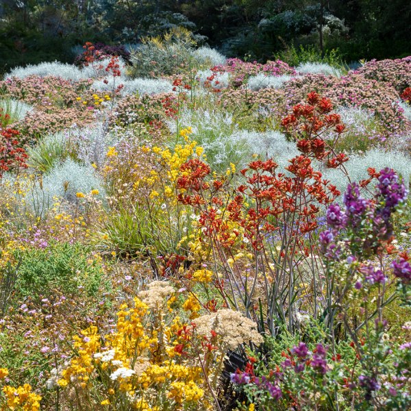 Discover the Magic of Wildflower Season in Perth - Metro Hotel