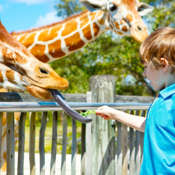 Feeding the Giraffes