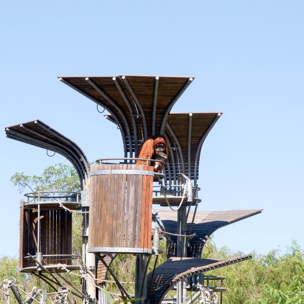 Perth Zoo Orangutans