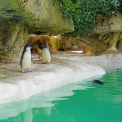 Perth Zoo Penguins