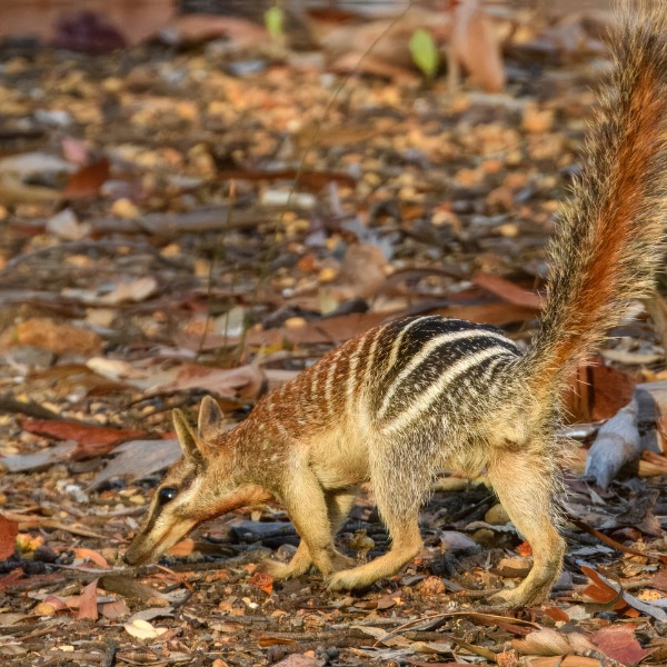 Perth Zoo Numbats