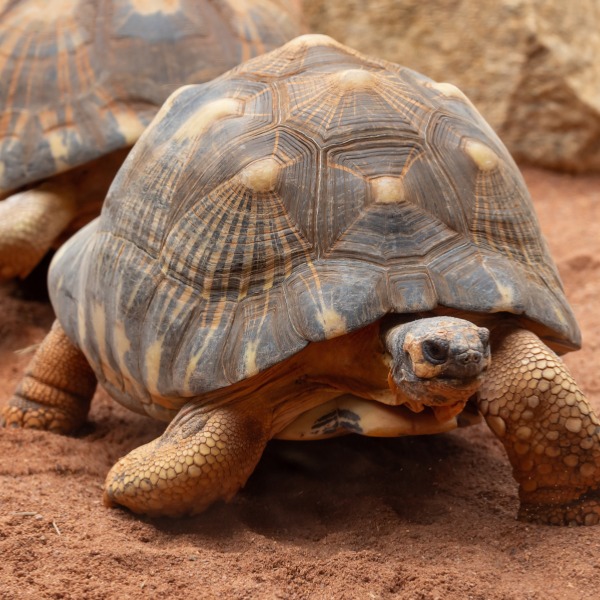 Perth Zoo Radiated Tortoise