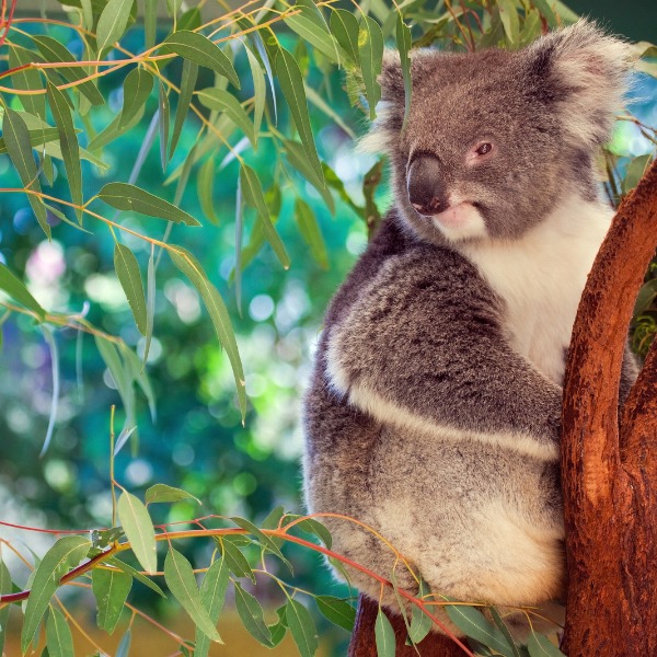 Perth Zoo Koalas