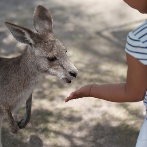 Perth Zoo Kangaroo