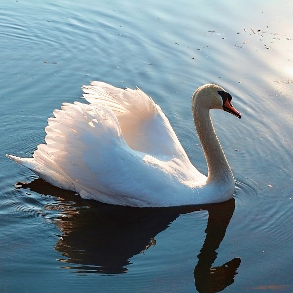 Swan River Perth