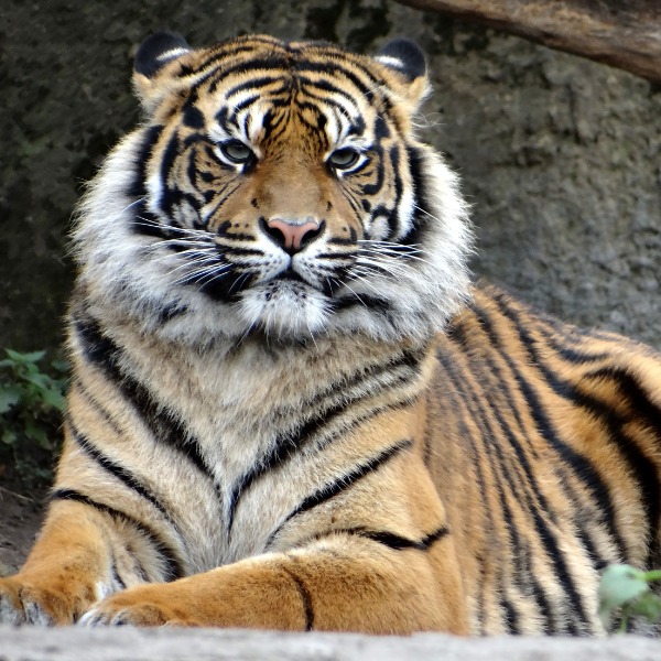 Zoo Sumatran Tiger