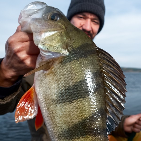 Darwin Fishing (1)