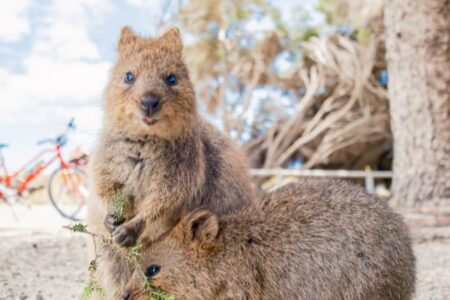 Best Day Trips from Perth: Explore Beyond the City