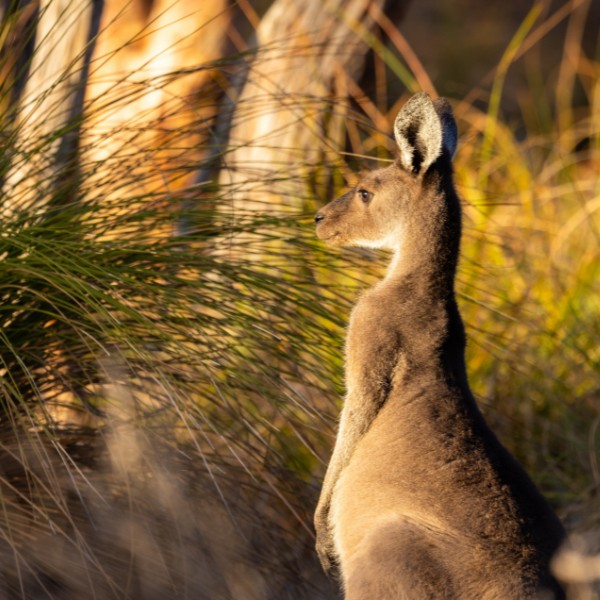 Kangaroo at Whiteman Park Perth